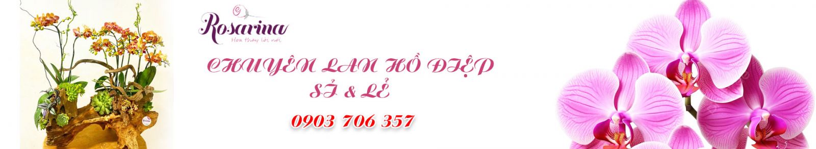 Rosarina cung cấp hoa tươi chuyên nghiệp, nhập khẩu và từ trang trại hoa từ Đà Lạt