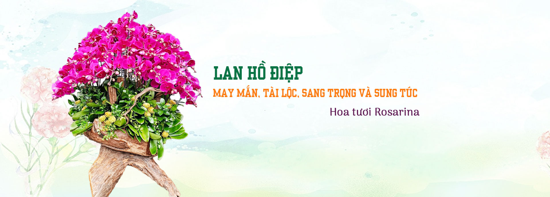 Hoa lan hồ điệp đài loan, bon sai lan hồ điệp